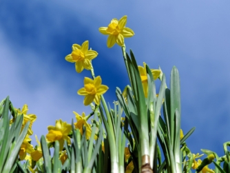 Kochkurs Köln | daffodils 2093307 1280