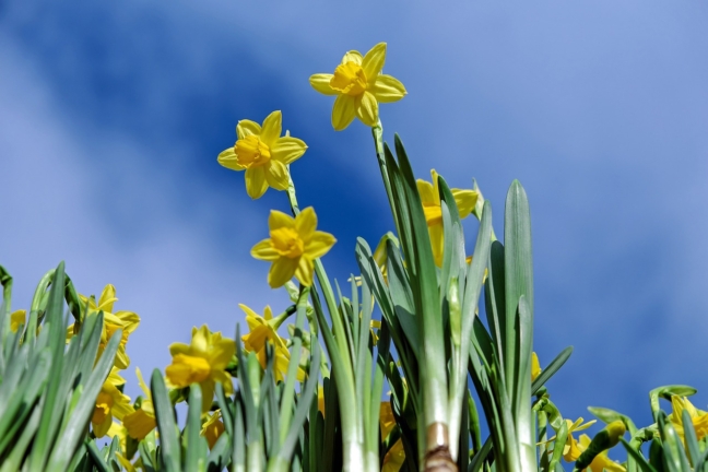 Kochkurs Köln | daffodils 2093307 1280